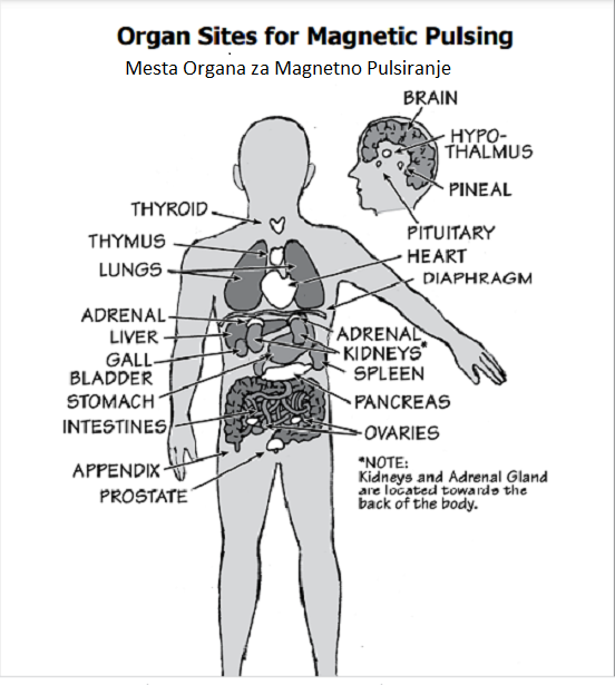 Mesta organa za Magnetno Pulsiranje
